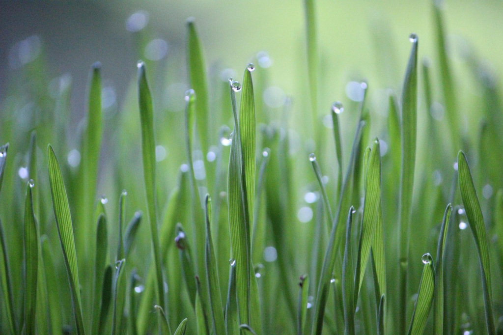 Organic Growth
